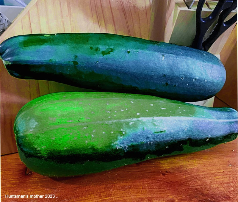 zucchini, easy to grow in Northland, NZ
-kesakurpitsa kokonainen